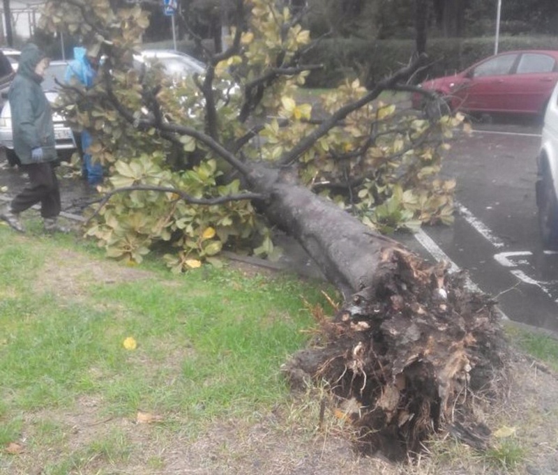 Обрушившийся на Сочи шторм повалил практически 50 деревьев